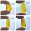 Natural Amber Insect Fossil Pendants, Polished Amber Jewelry Pieces - Image 7