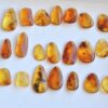 Natural Amber Insect Fossil Pendants, Polished Amber Jewelry Pieces