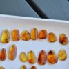 Natural Amber Insect Fossil Pendants, Polished Amber Jewelry Pieces - Image 4